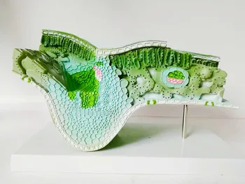 Plant Leaf Anatomical Model Plant Anatomy The Anatomy of Plant Structure Herbal Anatomy School Biology Teaching Aids 35*25*16cm
Plant Leaf Anatomical Model Plant Anatomy The Anatomy of Plant Structure Herbal Anatomy School Biology Teaching Aids 35*25*16cm