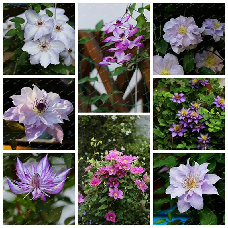 100 Pcs / Pack Clematis Flowers, mixed Clematis flores, potted clematis garden flower perennial planting rare flower bonsai
100 Pcs / Pack Clematis Flowers, mixed Clematis flores, potted clematis garden flower perennial planting rare flower bonsai