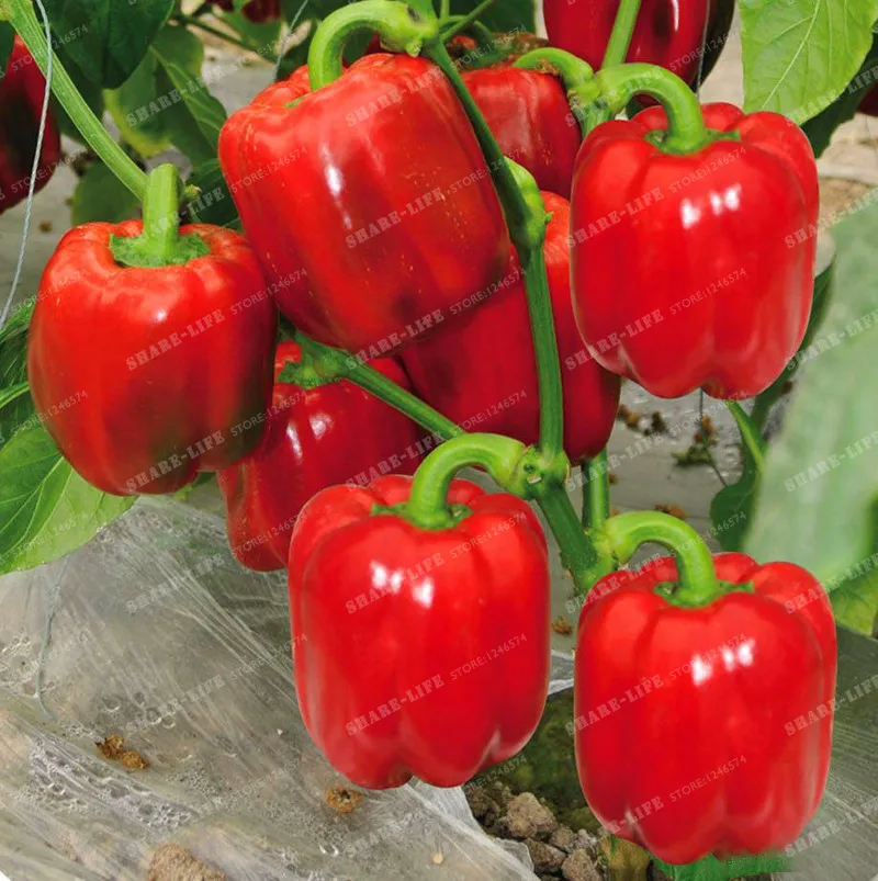 100PCS Bonsai Red Sweet Pepper Bonsai Vegetable Bonsai High Budding Rate Fast Growth Organic Chili Vegetable Bonsai
100PCS Bonsai Red Sweet Pepper Bonsai Vegetable Bonsai High Budding Rate Fast Growth Organic Chili Vegetable Bonsai