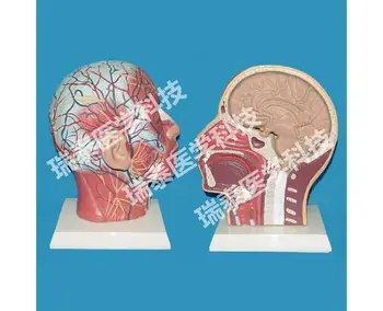 head face model with Cerebrovascular nerve Vascular muscle structure model
head face model with Cerebrovascular nerve Vascular muscle structure model