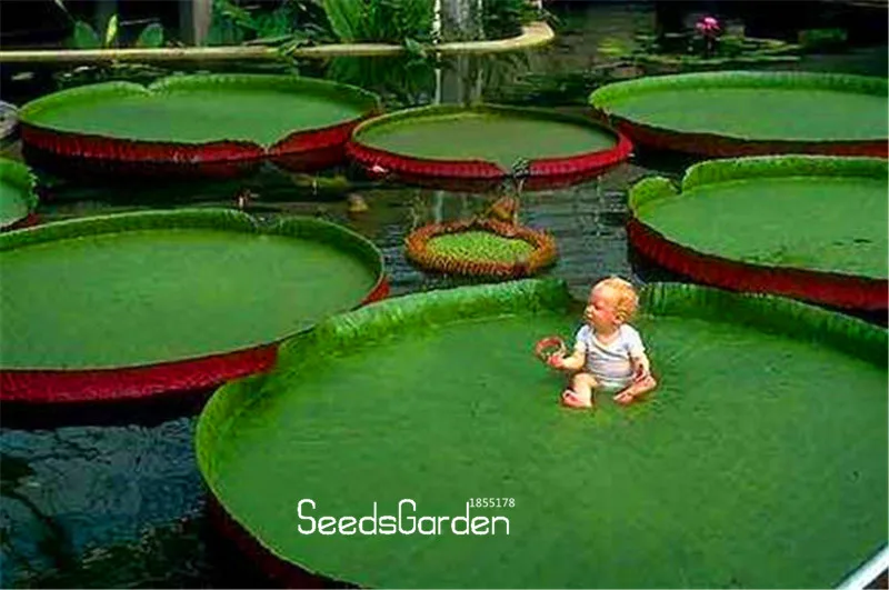 Big Sale!Victoria Amazonica Giant Waterlily Bonsai, Professional, 5 Pieces / Pack, Rare Giant Lotus Aquatic Plant,#X0G3RI
Big Sale!Victoria Amazonica Giant Waterlily Bonsai, Professional, 5 Pieces / Pack, Rare Giant Lotus Aquatic Plant,#X0G3RI