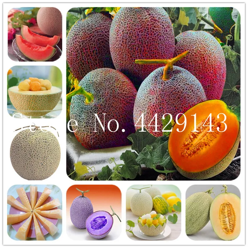 50 pcs Japan Fruit Cantaloupe Bonsai Original Green Flesh Vegetable Fruit Delicious Muskmelon balcony plant home garden
50 pcs Japan Fruit Cantaloupe Bonsai Original Green Flesh Vegetable Fruit Delicious Muskmelon balcony plant home garden
