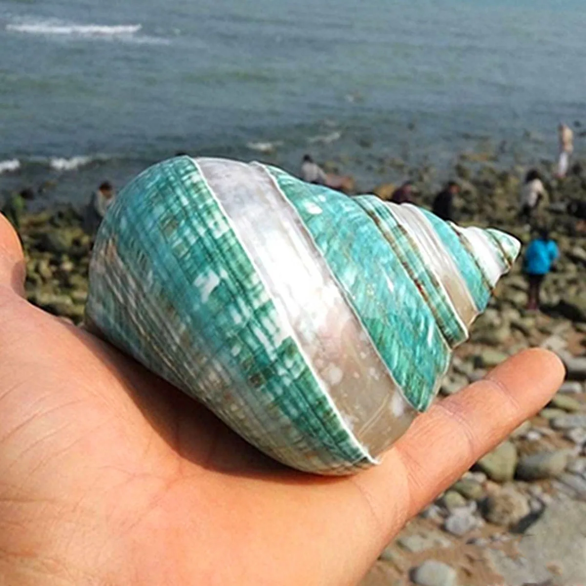 KIWARM Natural Turban Conch Shell Sea Shell Beach Fish Tank Accessories Aquarium Decoration Home Decor Gift 11cm
KIWARM Natural Turban Conch Shell Sea Shell Beach Fish Tank Accessories Aquarium Decoration Home Decor Gift 11cm