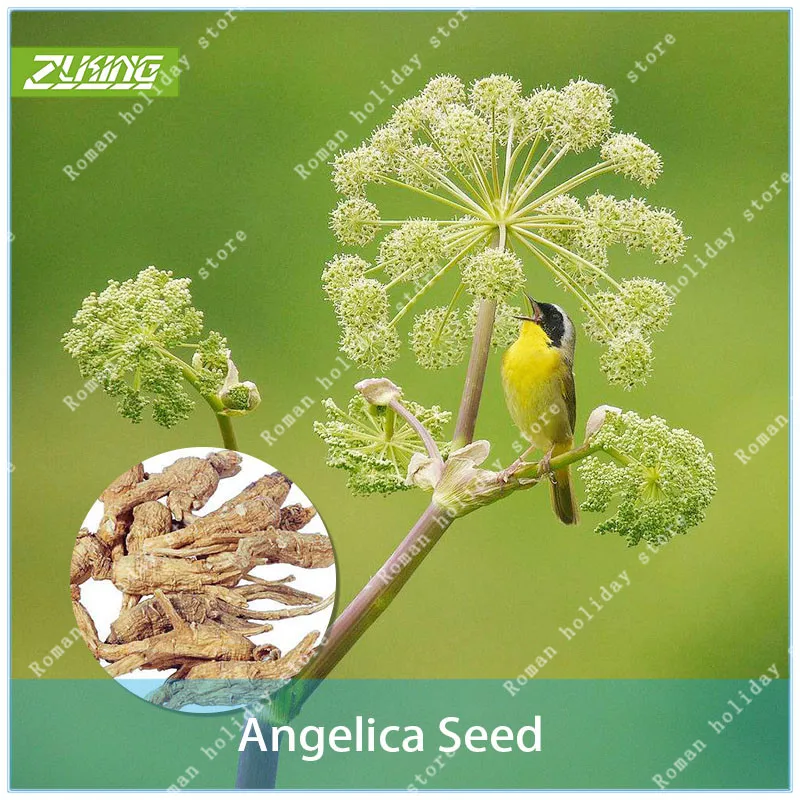 ZLKING 50Pcs Angelica Bonsai Decor For The Garden And The Yard Cheap Perennials Plants Outdoor Ornamental Supernatural
ZLKING 50Pcs Angelica Bonsai Decor For The Garden And The Yard Cheap Perennials Plants Outdoor Ornamental Supernatural