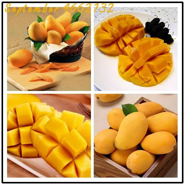 1pcs Rare Mango Plants Healthy And Delicious Fruit Very Easy To Grow Potted For Home Garden Free Shipping
1pcs Rare Mango Plants Healthy And Delicious Fruit Very Easy To Grow Potted For Home Garden Free Shipping