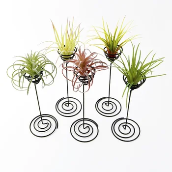 3pcs tillandsia holder Iron Air Plant Stand Container Tillandsia Holder Tabletop Plant Pot Display Rack Vase with Iron Base
3pcs tillandsia holder Iron Air Plant Stand Container Tillandsia Holder Tabletop Plant Pot Display Rack Vase with Iron Base