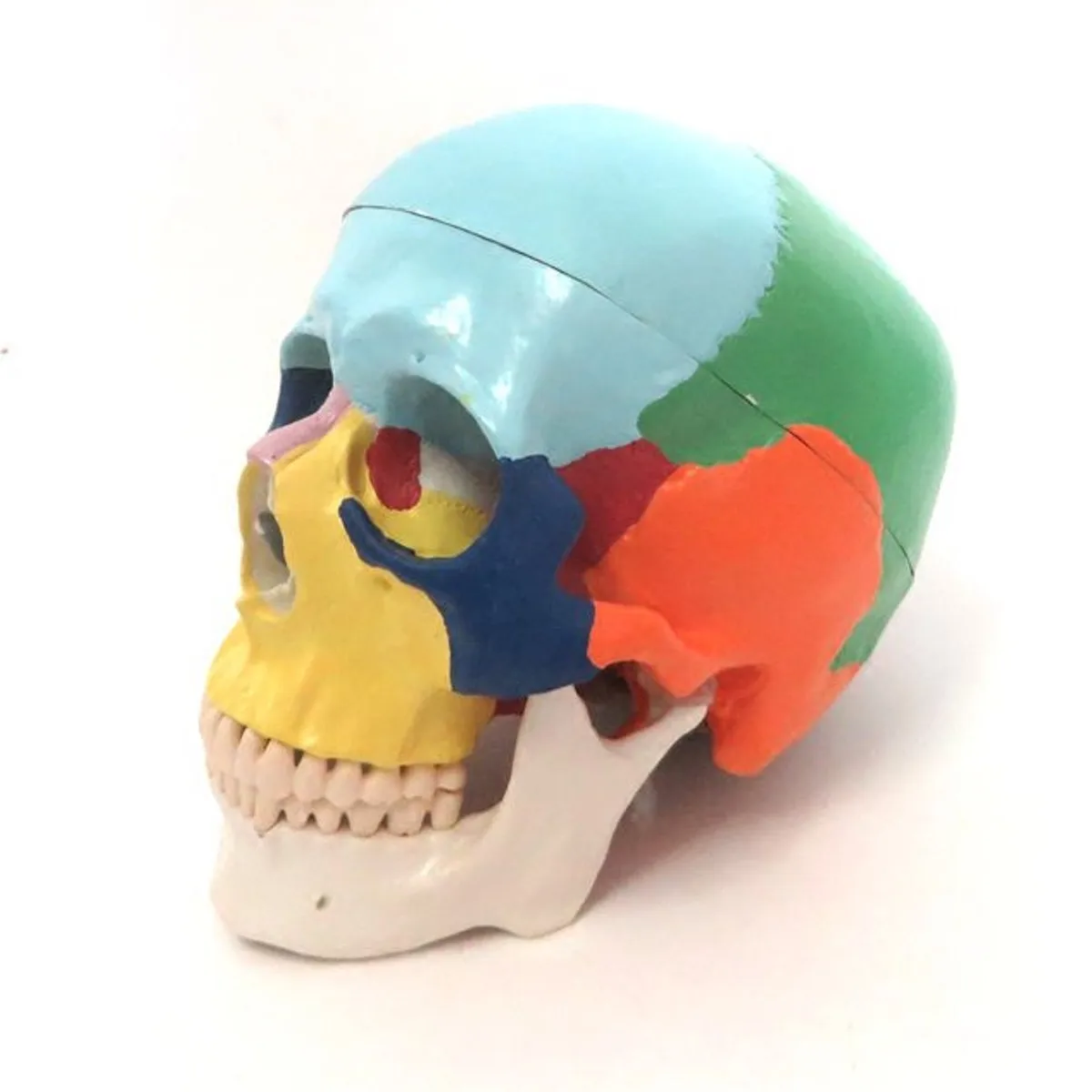 1:1 Colorful Human Head Skull Skeleton Model Medical Science Anatomy Education Adult Head Skull Skeleton Model Free Shipping
1:1 Colorful Human Head Skull Skeleton Model Medical Science Anatomy Education Adult Head Skull Skeleton Model Free Shipping