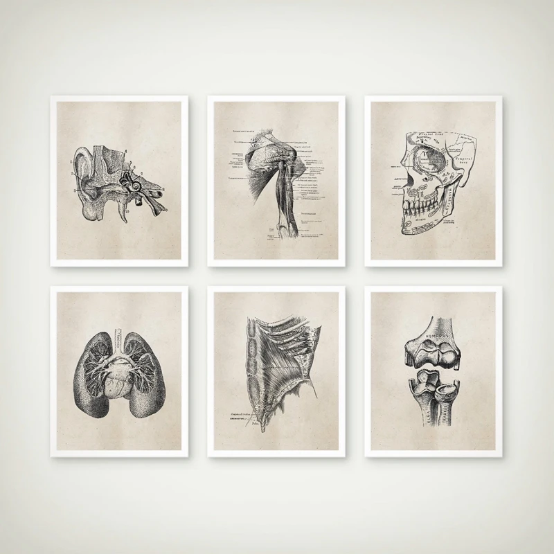 Human Anatomy Canvas Art Prints Vintage Poster , Medical Anatomy Illustrations Painting Doctors Office Clinic Wall Picture Decor
Human Anatomy Canvas Art Prints Vintage Poster , Medical Anatomy Illustrations Painting Doctors Office Clinic Wall Picture Decor