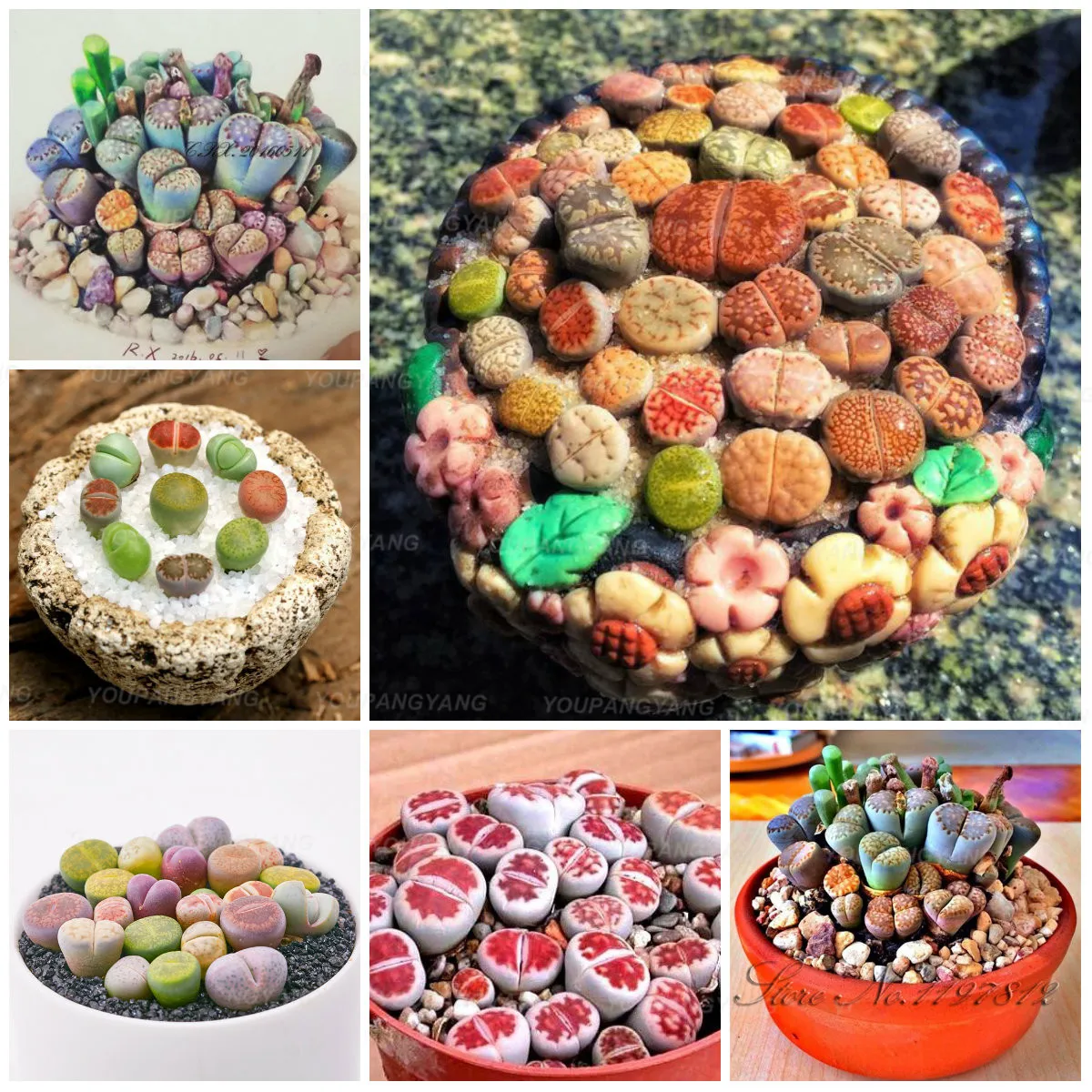 200 pcs Mix Lithops Plants Mix Varieties Succulents plants Living Stone Bonsai Home Garden Ornament Potted Flower Purify
200 pcs Mix Lithops Plants Mix Varieties Succulents plants Living Stone Bonsai Home Garden Ornament Potted Flower Purify