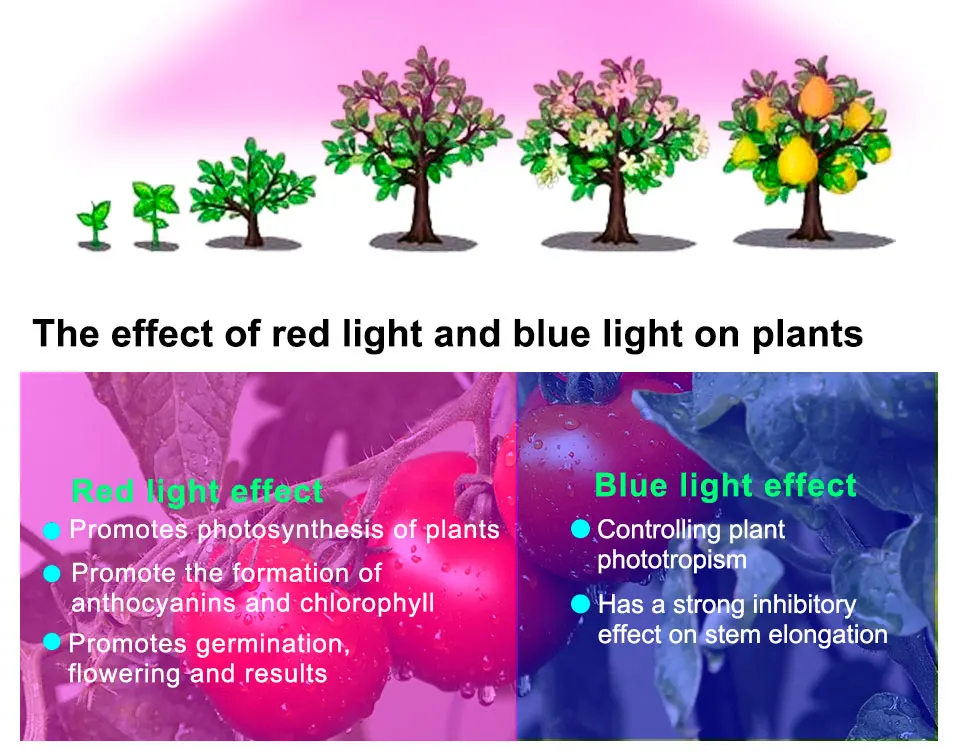 Phyto lamp (6)