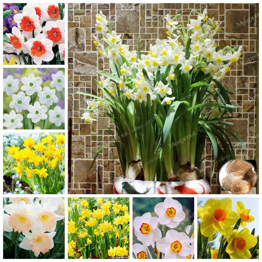 True Narcissus Bulbs Daffodil Bulb Bonsai Aquatic Plants Double Petals Absorption Radiation Potted Plant Home Garden 2 Bulb
True Narcissus Bulbs Daffodil Bulb Bonsai Aquatic Plants Double Petals Absorption Radiation Potted Plant Home Garden 2 Bulb