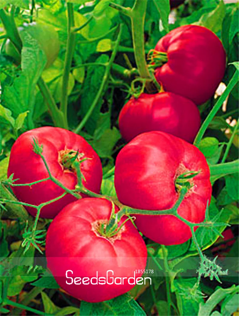 New Arrival!Rare Brand Boy Hybrid Rose Pink Big Tomato bonsai,100 garden/Bag, Tasty Rich Brandywine Flavor Tomato,#ZKYYLC
New Arrival!Rare Brand Boy Hybrid Rose Pink Big Tomato bonsai,100 garden/Bag, Tasty Rich Brandywine Flavor Tomato,#ZKYYLC
