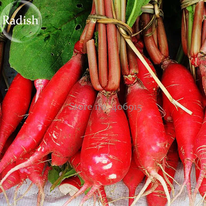 Red Turnip Seeds Radish Raphanus Sativus Organic 20 Seeds E3910