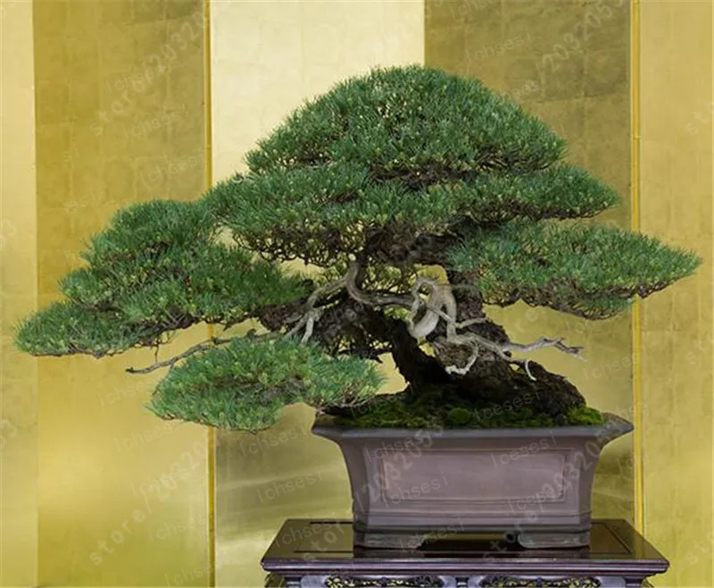 50 pcs Mini Black Pine bonsai, Indoor Plants Radiation Protection Bonsai, Japanese bonsai Pine Tree for home garden potted plant
50 pcs Mini Black Pine bonsai, Indoor Plants Radiation Protection Bonsai, Japanese bonsai Pine Tree for home garden potted plant