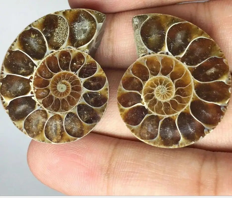 84.5 CT NATURAL AMMONITE PAIR MOROCCO VERY RARE CABOCHON LOOSE GEMSTONE 32x26 MM
84.5 CT NATURAL AMMONITE PAIR MOROCCO VERY RARE CABOCHON LOOSE GEMSTONE 32x26 MM