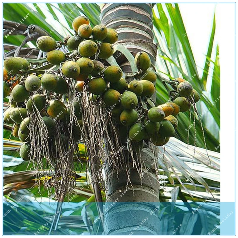 ZLKING 5 Pcs Areca Betel Nuts Semillas Potted Plant Home Garden Best Gift For Man Outdoor Plants Flower Pot
ZLKING 5 Pcs Areca Betel Nuts Semillas Potted Plant Home Garden Best Gift For Man Outdoor Plants Flower Pot