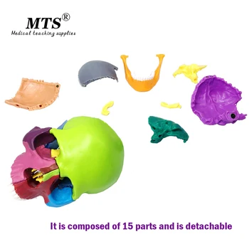 Detachable Human colour skull model head skeleton 15 parts anatomical model for medical teaching art sculpture and dental model
Detachable Human colour skull model head skeleton 15 parts anatomical model for medical teaching art sculpture and dental model