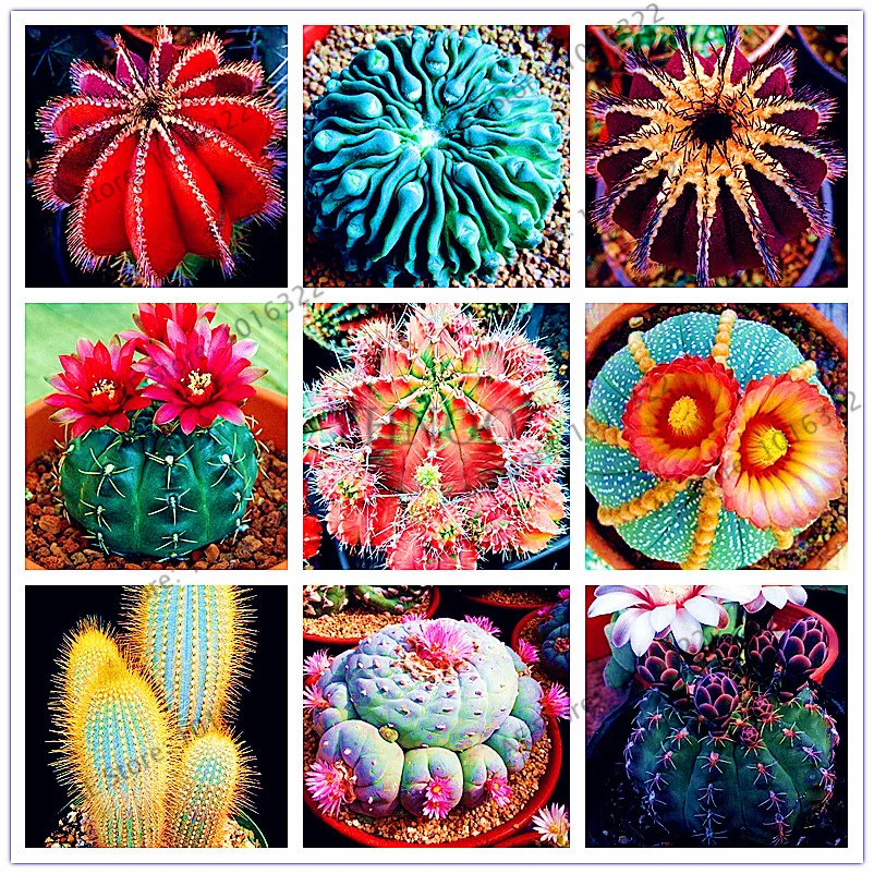 200pcs/bag Mixed Astrophytum Cactus flores Succulents Plants Bonsai plantas for Home Garden Potted Plant Flower
200pcs/bag Mixed Astrophytum Cactus flores Succulents Plants Bonsai plantas for Home Garden Potted Plant Flower