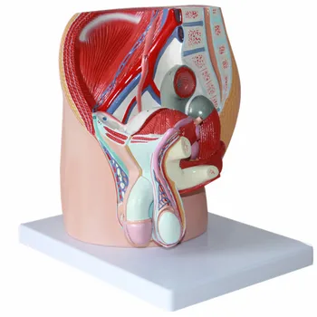 Male pelvic sagittal anatomy male reproductive model male internal and external reproductive organs
Male pelvic sagittal anatomy male reproductive model male internal and external reproductive organs