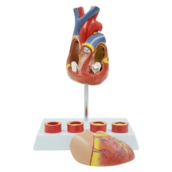 Education Model Heart Zone 4 Stage Vascular Heart Anatomy Model Heart Blood Vessel Specimen Heart Structure School Medical
Education Model Heart Zone 4 Stage Vascular Heart Anatomy Model Heart Blood Vessel Specimen Heart Structure School Medical