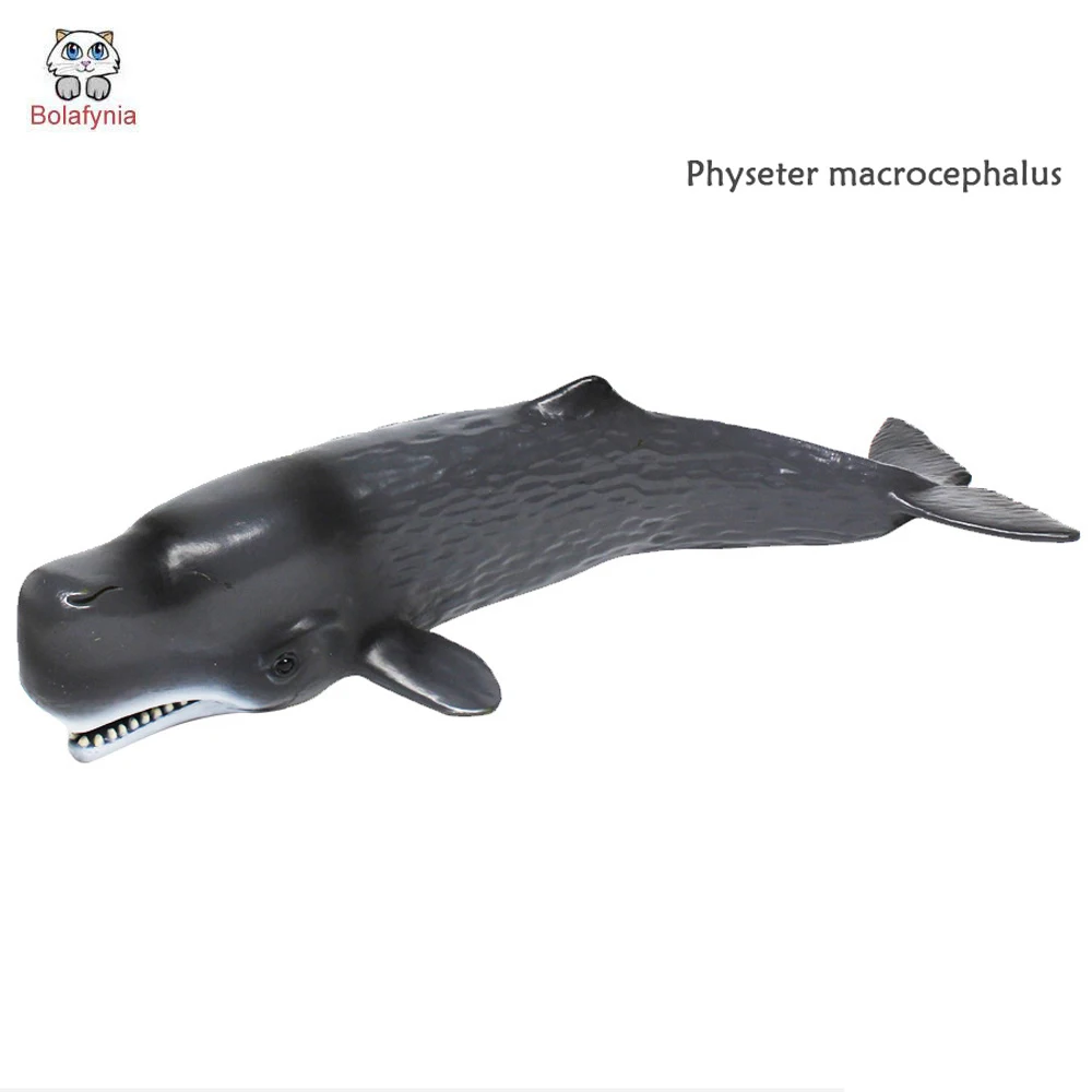 BOLAFYNIA Children Toy Physeter macrocephalus sea animals model baby kids toy for Christmas Birthday Gift
BOLAFYNIA Children Toy Physeter macrocephalus sea animals model baby kids toy for Christmas Birthday Gift