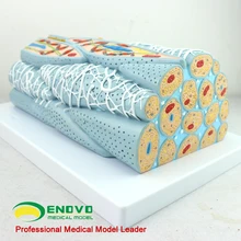 Smooth Muscle Tissue Model Cell Microscopic Model Medical Human Muscle Model Cardiac Visceral Muscle
Smooth Muscle Tissue Model Cell Microscopic Model Medical Human Muscle Model Cardiac Visceral Muscle