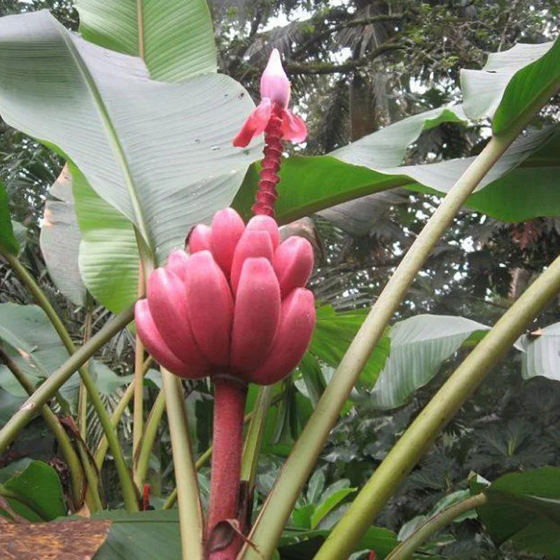 Hot Sell 20Pcs Rare Musa Velutina plantSeeds Outdoor Home Garden Pink Banana seedling Fruit Tree Seeding Planters FG
Hot Sell 20Pcs Rare Musa Velutina plantSeeds Outdoor Home Garden Pink Banana seedling Fruit Tree Seeding Planters FG