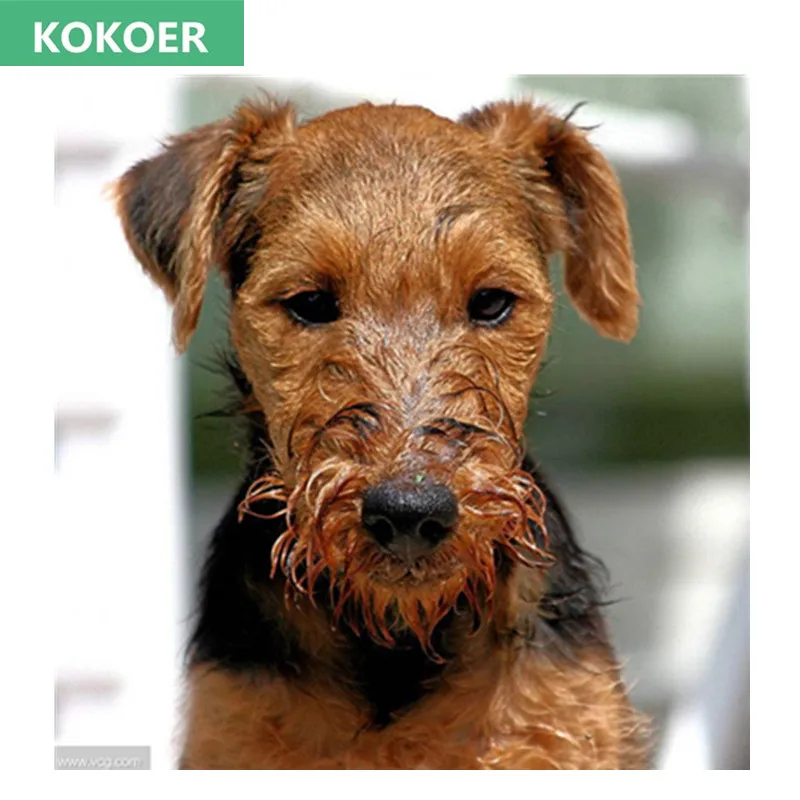 5D DIY Diamond Painting Welsh terrier dog Square Diamond Needlework Cross Stitch Embroidery Home Decor Painting
5D DIY Diamond Painting Welsh terrier dog Square Diamond Needlework Cross Stitch Embroidery Home Decor Painting