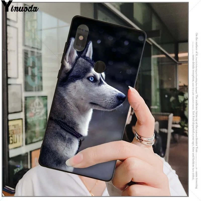 Animal Husky cute Puppy Dog