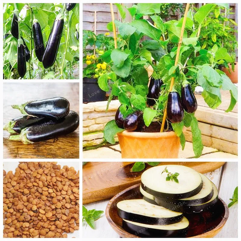 Purple Eggplant Bonsai Organic Bonsai Vegetables Balcony Or Courtyard Potted Plant Edible Food Bonsai For Garden 100 Pcs/Bag
Purple Eggplant Bonsai Organic Bonsai Vegetables Balcony Or Courtyard Potted Plant Edible Food Bonsai For Garden 100 Pcs/Bag