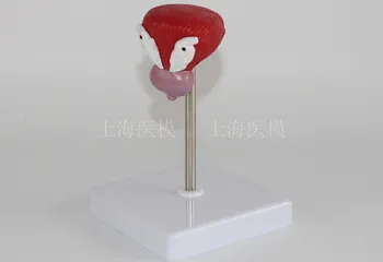 Bladder anatomical model bladder with prostate male reproductive anatomical model urinary system
Bladder anatomical model bladder with prostate male reproductive anatomical model urinary system