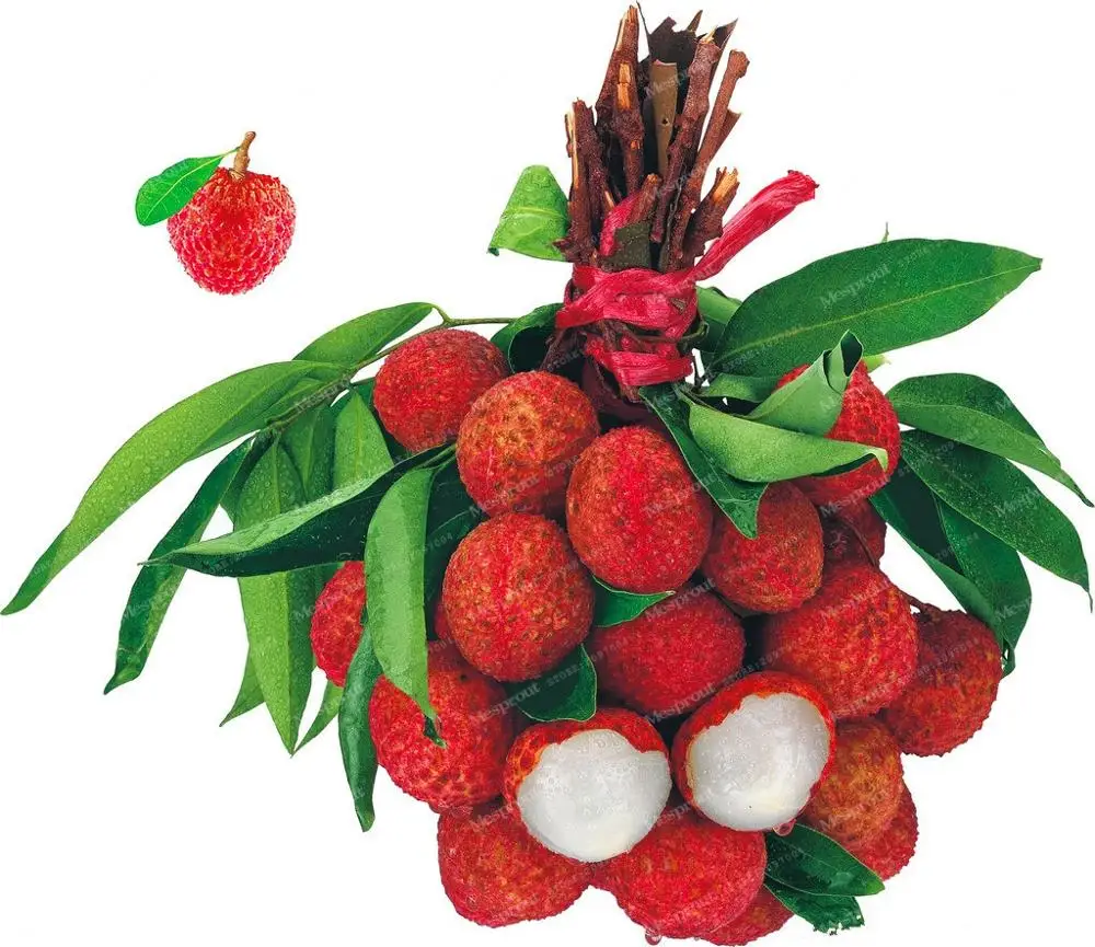 10 Pcs Lychee Bonsai Four Seasons Potted Litchi Tree Bonsai Balcony Vegetables Fruits Bonsai Plant DIY Home Garden Easy To Grow
10 Pcs Lychee Bonsai Four Seasons Potted Litchi Tree Bonsai Balcony Vegetables Fruits Bonsai Plant DIY Home Garden Easy To Grow