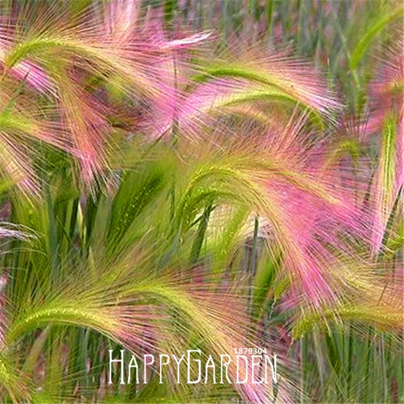 Loss Promotion! 100 Pcs/Bag Foxtail Barley Ornamental Grass Bonsai (Hordeum jubatum),Rare Garden flower Plant
Loss Promotion! 100 Pcs/Bag Foxtail Barley Ornamental Grass Bonsai (Hordeum jubatum),Rare Garden flower Plant