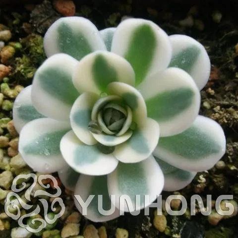100pcs Orostachys.Iwarenge Calculus rarest succulent cactus Bonsai Lithops Bonsai Home & Gardern Free Shipping
100pcs Orostachys.Iwarenge Calculus rarest succulent cactus Bonsai Lithops Bonsai Home & Gardern Free Shipping