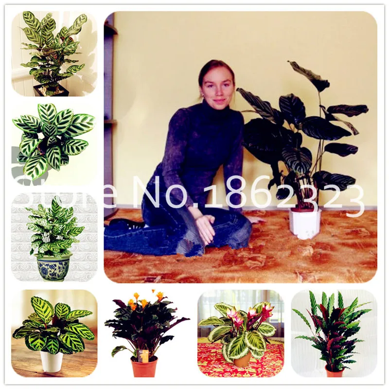 Sales! 100 pcs Calathea Bonsai Foliage Plant Bonsai Pot Variety Complete The budding rate 95% Four Seasons Planting Easy To Grow
Sales! 100 pcs Calathea Bonsai Foliage Plant Bonsai Pot Variety Complete The budding rate 95% Four Seasons Planting Easy To Grow