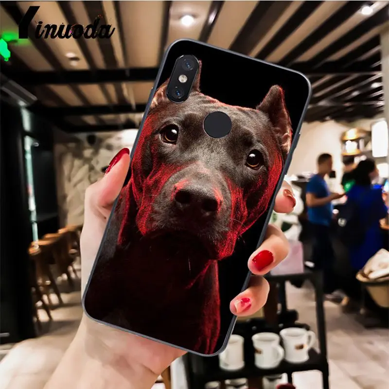 Pit Bull Dog Pitbull Puppy Animal