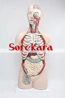 85cm Human Anatomical Body Trunk Incision Organ Viscera Medical Art Teach Model School Hospital
85cm Human Anatomical Body Trunk Incision Organ Viscera Medical Art Teach Model School Hospital
