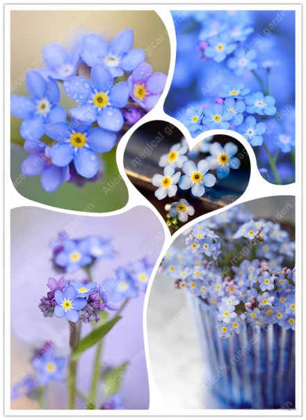 100% true magnificent blue Myosotis sylvatica home garden flowers potted bonsai 100PCS Do not forget me
100% true magnificent blue Myosotis sylvatica home garden flowers potted bonsai 100PCS Do not forget me