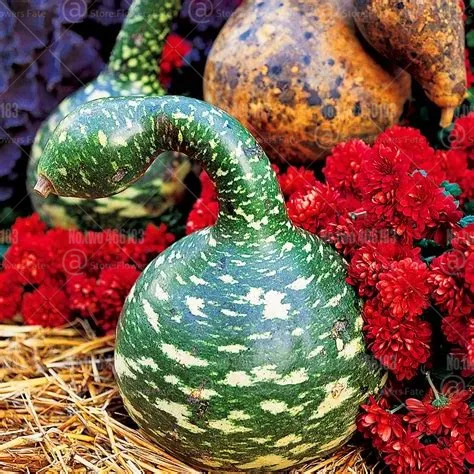 10pcs Swan Gourd Bonsai Bottle Gourd Bonsai Spoon Lagenaria Siceraria Bonsai Vegetables And Fruits Plants For Garden decoration
10pcs Swan Gourd Bonsai Bottle Gourd Bonsai Spoon Lagenaria Siceraria Bonsai Vegetables And Fruits Plants For Garden decoration