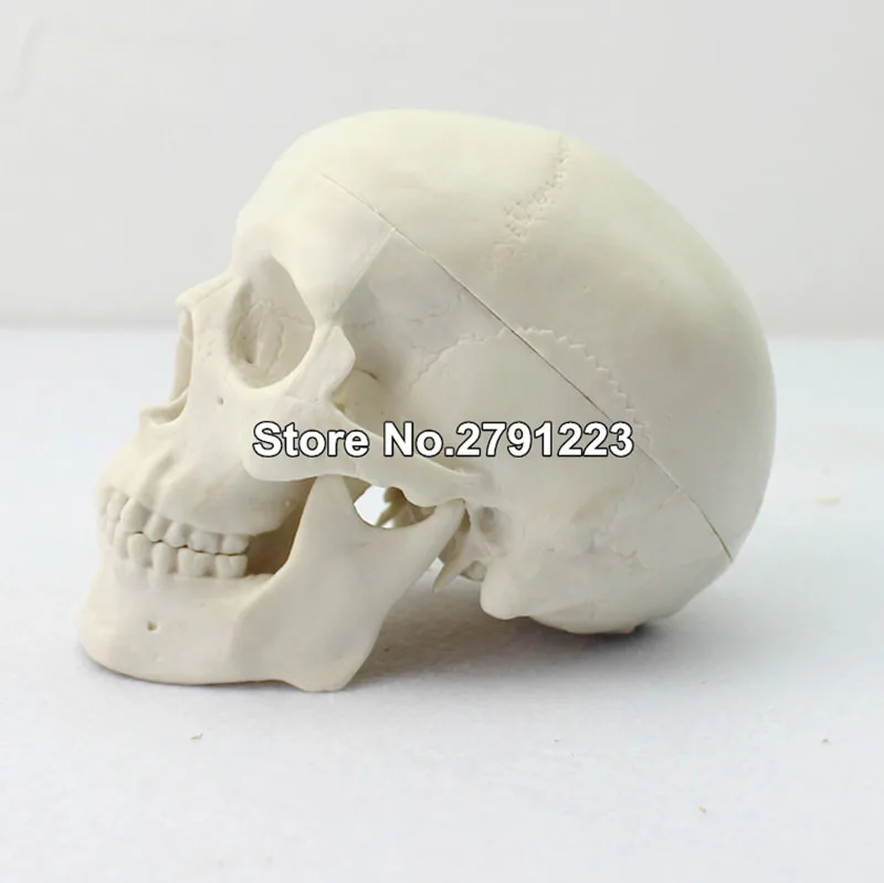 Mini Skull Human Anatomical Anatomy Head Medical Model Convenient Painting Model Studying Anatomy Teaching Supplies
Mini Skull Human Anatomical Anatomy Head Medical Model Convenient Painting Model Studying Anatomy Teaching Supplies
