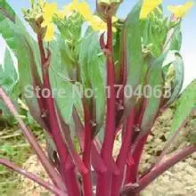 High Quality 200 Pcs Red cabbage Bonsai Concentrated Flavor Tender Crisp Green Vegetable Plant Small Home Garden Cultivation
High Quality 200 Pcs Red cabbage Bonsai Concentrated Flavor Tender Crisp Green Vegetable Plant Small Home Garden Cultivation