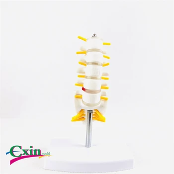 Human lumbar vertebrae tail skeleton model spine nerve skeletal tail vertebrae bone structure display medicine teaching
Human lumbar vertebrae tail skeleton model spine nerve skeletal tail vertebrae bone structure display medicine teaching