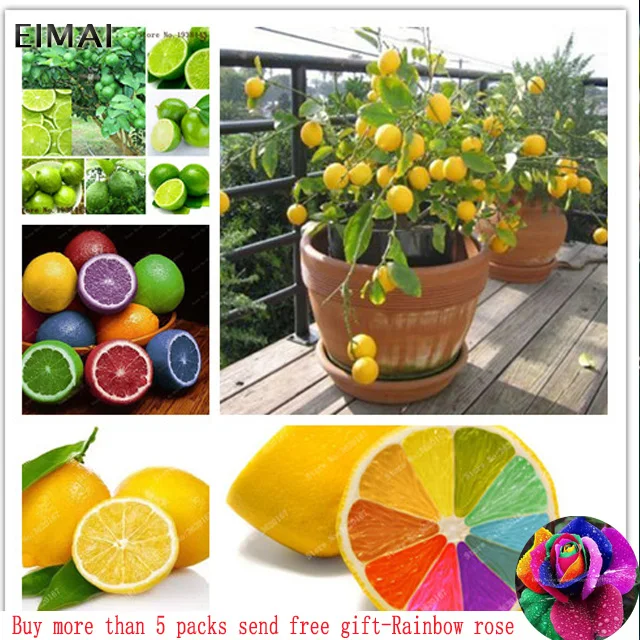 20PCS Lemon Bonsai Potted Edible Fruit Bonsai Dwarf Lemon Tree Indoor Plant For Home Garden plants
20PCS Lemon Bonsai Potted Edible Fruit Bonsai Dwarf Lemon Tree Indoor Plant For Home Garden plants