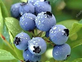 BlueBerry Bonsai Fruit Tree Highbush Blueberries DIY Countyard Bonsai plants Seedling for home & garden easy to grow
BlueBerry Bonsai Fruit Tree Highbush Blueberries DIY Countyard Bonsai plants Seedling for home & garden easy to grow
