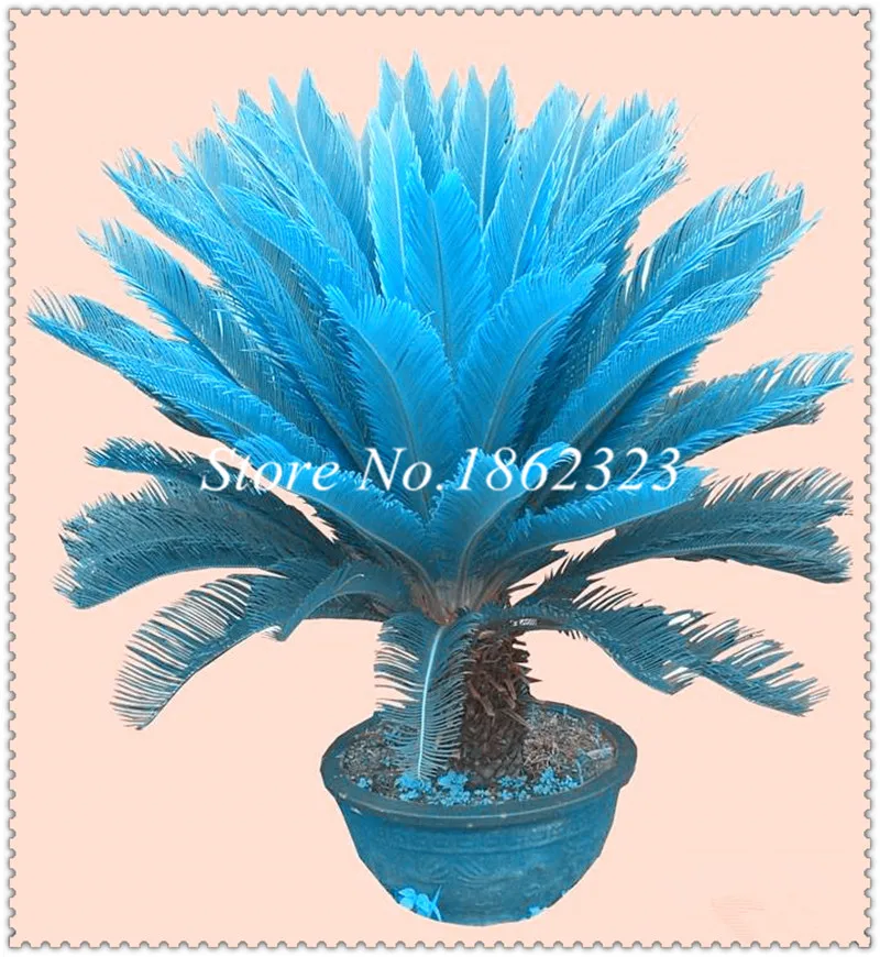 10 pcs blue Cycas bonsai, mini Sago Palm Tree plant, Ornamental Plants, budding rate 97% rare room potted plant for home garden
10 pcs blue Cycas bonsai, mini Sago Palm Tree plant, Ornamental Plants, budding rate 97% rare room potted plant for home garden