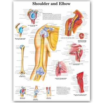 WANG ART back to school shoulder and elbow Anatomical Charts Posters Anatomy Canvas Print Wall Pictures Medical Education Office
WANG ART back to school shoulder and elbow Anatomical Charts Posters Anatomy Canvas Print Wall Pictures Medical Education Office