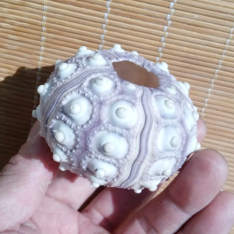 HappyKiss Natural Small Purple Light Green Pink Sea Urchin Natural Shell Conch Beach Wedding Decoration Coastal Home
HappyKiss Natural Small Purple Light Green Pink Sea Urchin Natural Shell Conch Beach Wedding Decoration Coastal Home