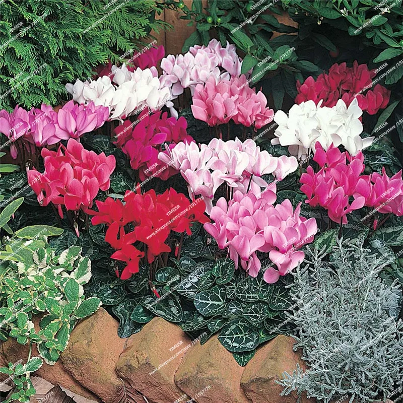 Cyclamen-persicum