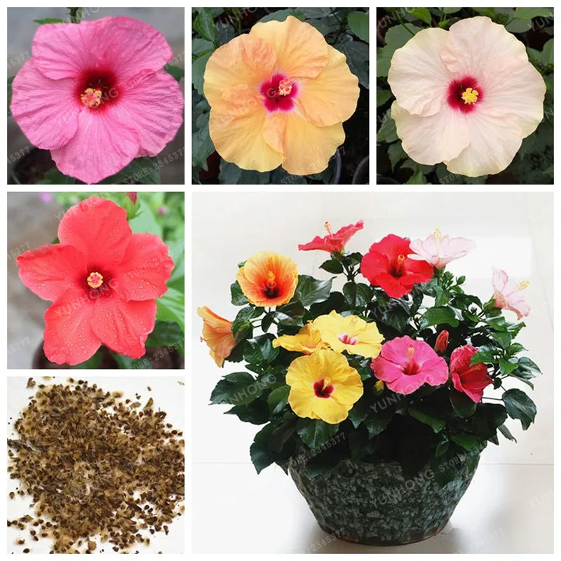 Rare Hibiscus Syriacus Flower Bonsai DIY Home Garden Potted Or Yard Flower Plant Easy To Grow 100 PCS Potted plant