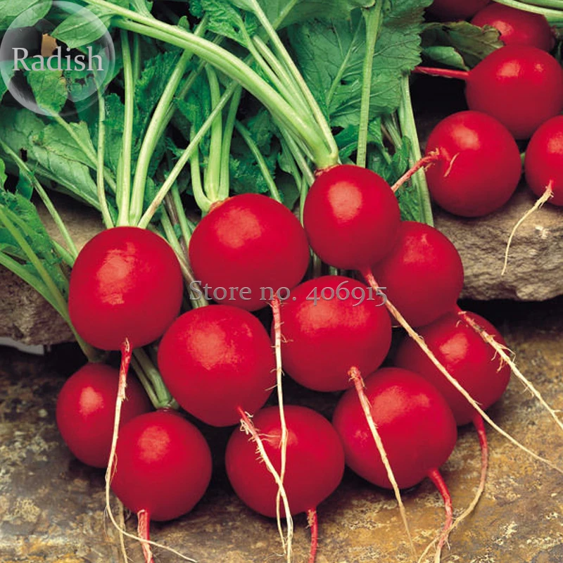 Heirloom Early Scarlet  Radish Vegetables, 50 Seeds, organic garden vegetables E3569